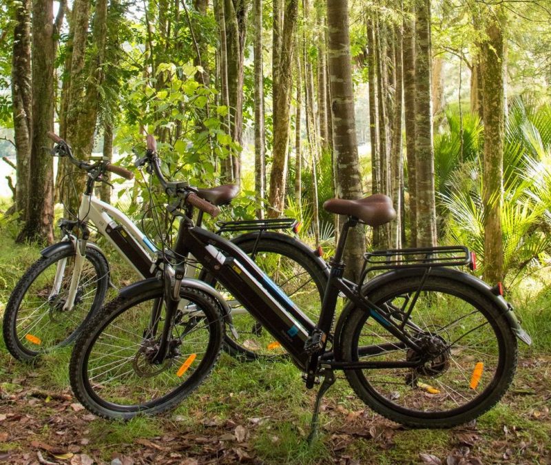 Two Top Trail e-bikes waiting in a grove beside the trail